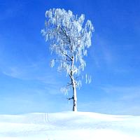 birch tree 040 am100