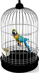 parrot 06 am83