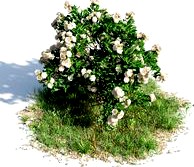 Gardenia 31 am154