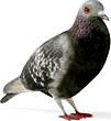 pigeon 11 am83