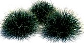 Festuca 084 am124