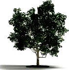 CASAMANIA MARIE ANTOINETTE POP Cabinet AM72