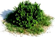 Buxus sempervirens 10 am154