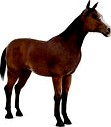horse 40 am83