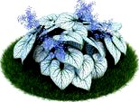 Brunnera macrophylla &#039;Jack Frost&#039; 010 AM86