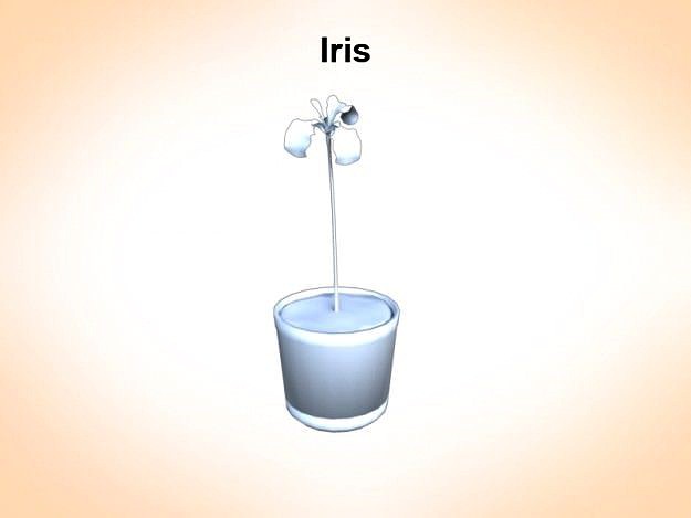 Iris