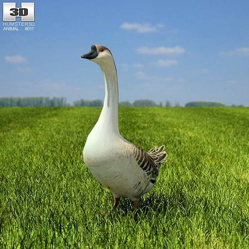 Chinese Goose Anser cygnoides