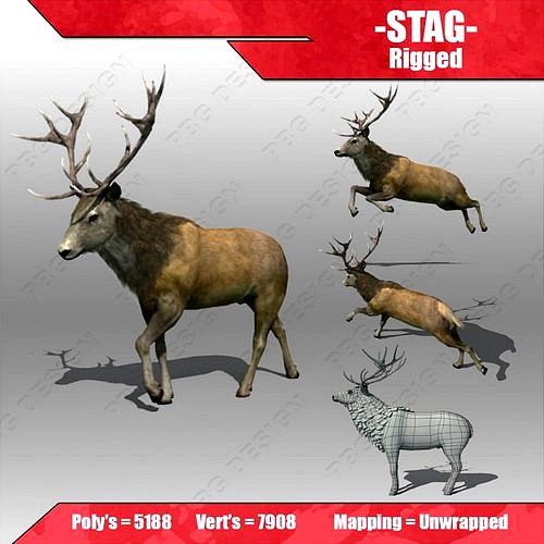 stag Deer