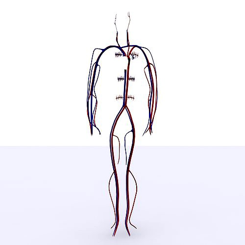 Circulatory System Basic