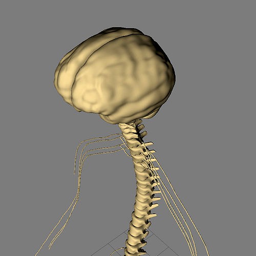 Nervous System Basic MAX 2011