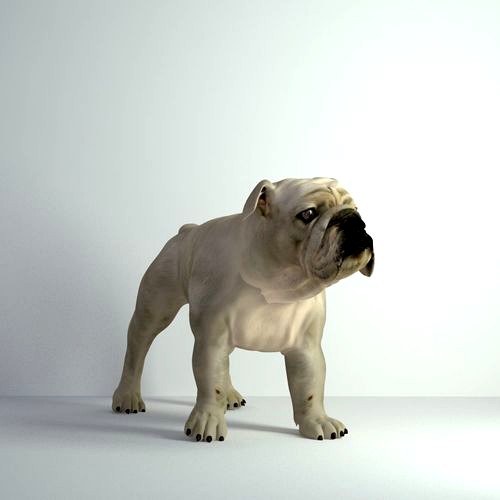 Bulldog