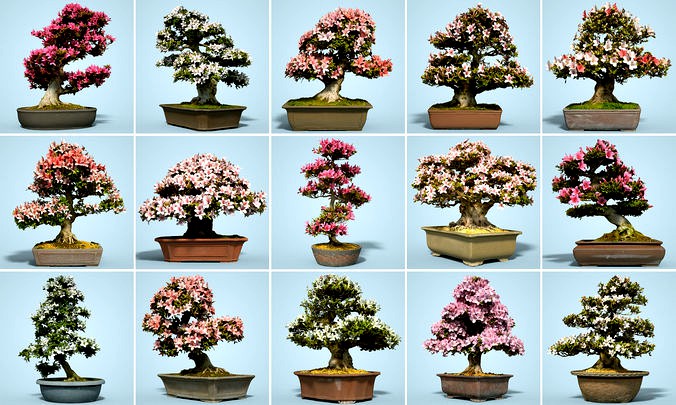 15 Satsuki Bonsai Tree Blossom Collection