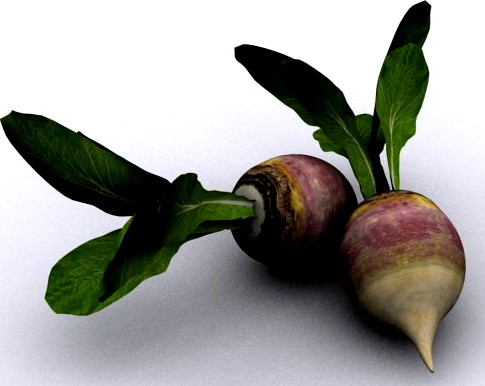 Turnip 3D Model