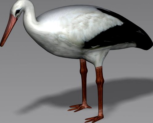 Stork 3D Model