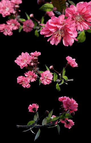 Japanese Cherry Blossom - Branch for Particle Generation