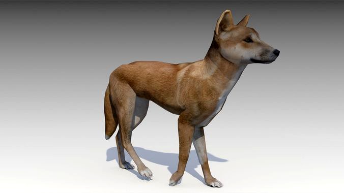 Dingo