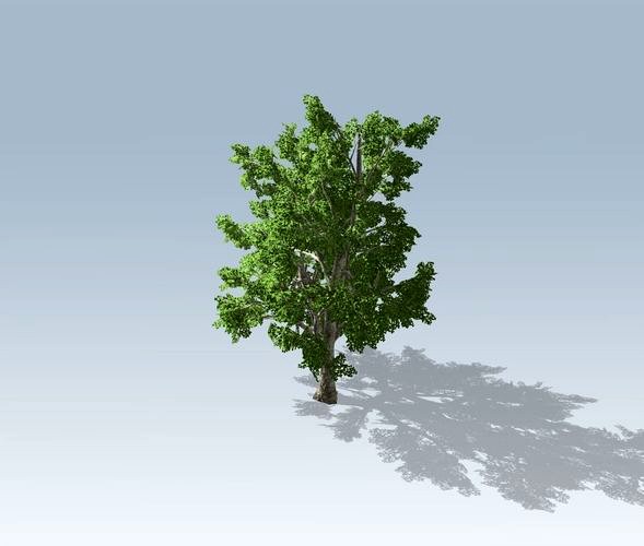 Tree - Maple