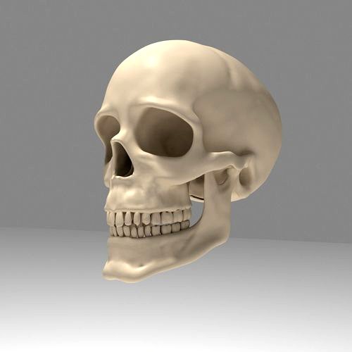 Realistic Human Skull