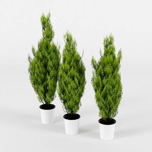 Cupressus Wilma