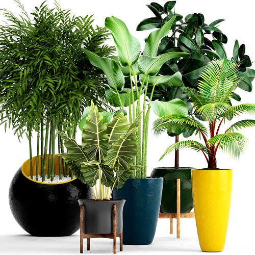 Collection plants