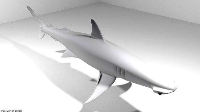 Shark - Bonnethead
