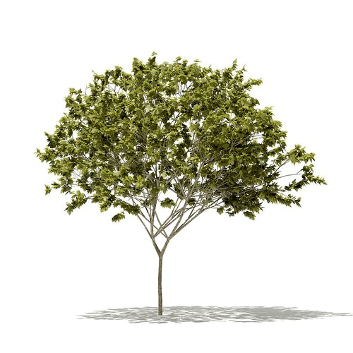 Norway Maple Acer platanoides 8m