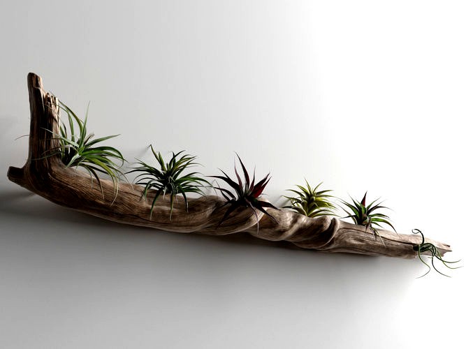 Driftwood with Plants