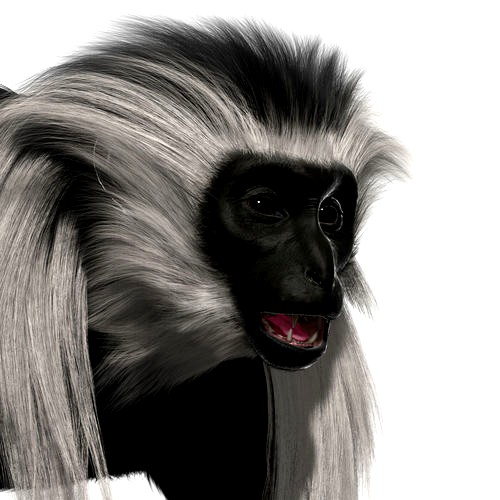Colobus monkey with realistic fur