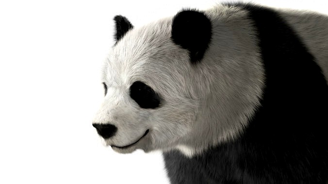 Panda with realistic fur
