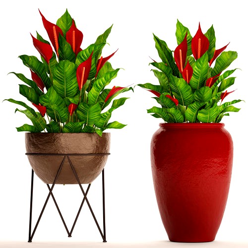 Spathiphyllum RED