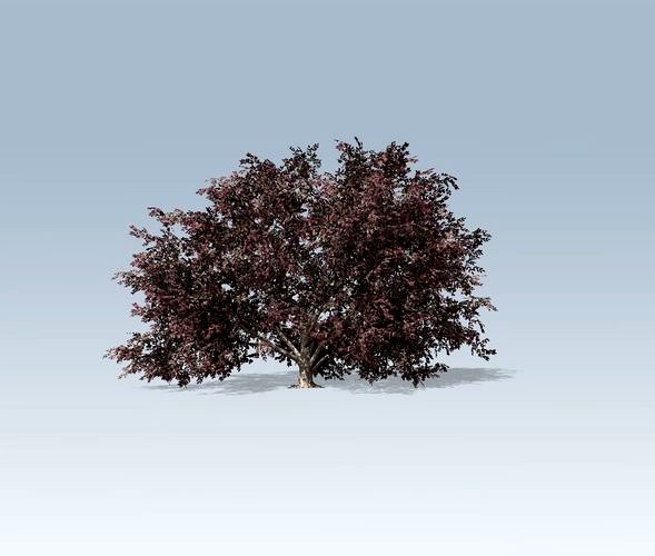 Tree - Elderberry