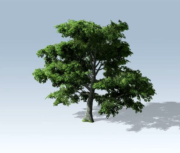 Tree - White Oak