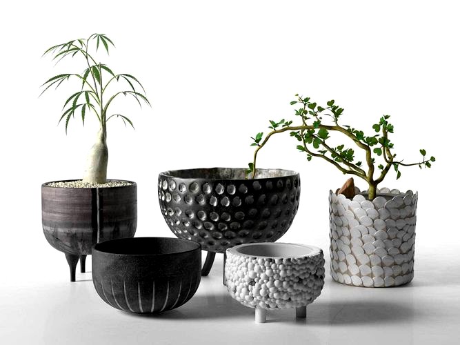 Pot Set with Caudiciform Plants