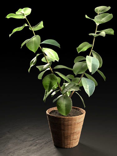 Small Ficus Tree