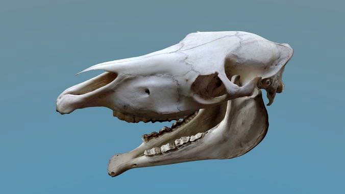 Full Horse Skull