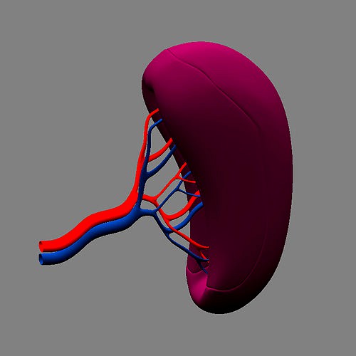 Spleen Basic
