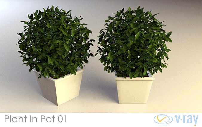 Plant In Pot 01