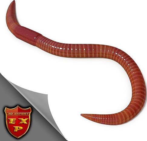 Worm pose 2
