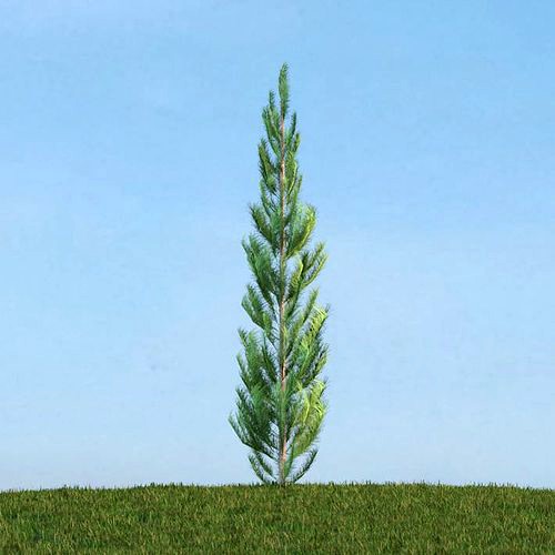 Thin Green Conifer Tree