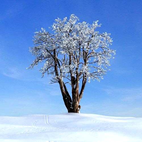 Snow Covered Tree