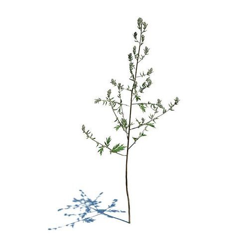 Small Sapling Tree