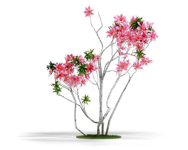 Pink Flowering Plant