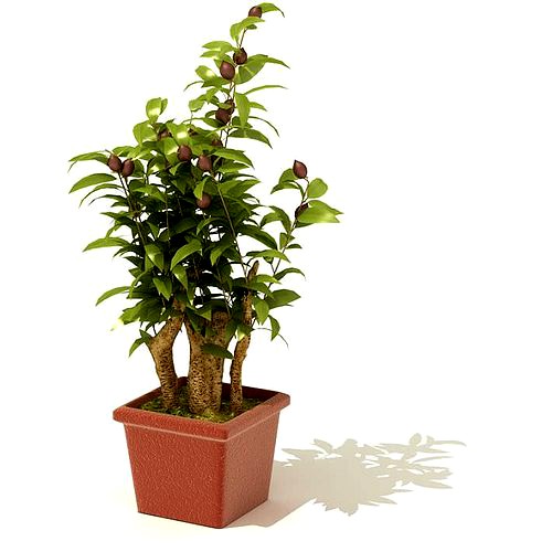 Indoor Potted Plant