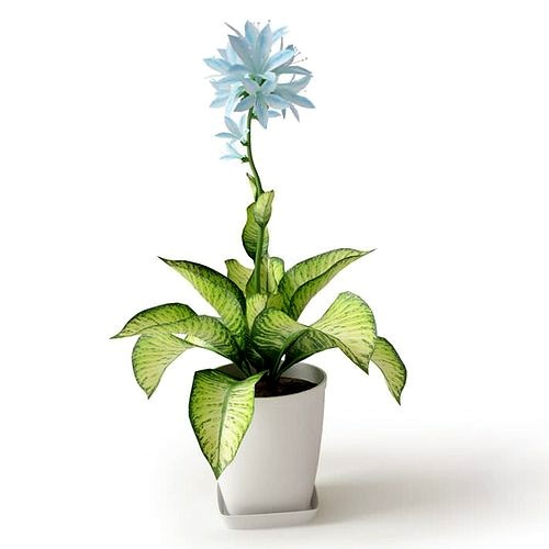 White Blue Potted Flower