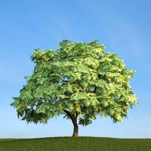 Green Leafy Tree