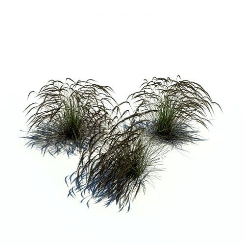 Bushy Grasses