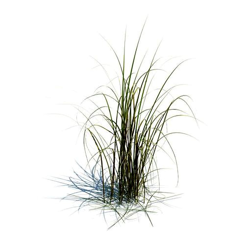 Grass   Miscanthus Giganteus