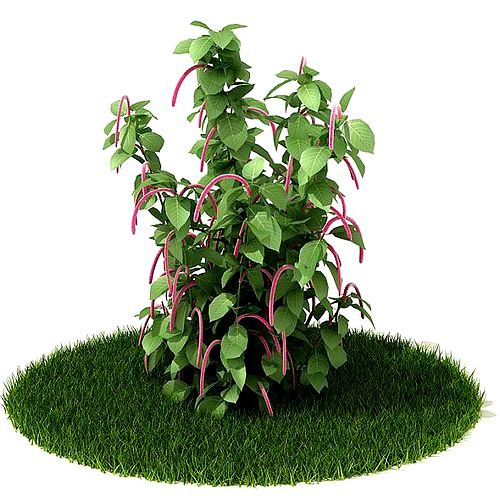 Green And Pink Plant On Lawn