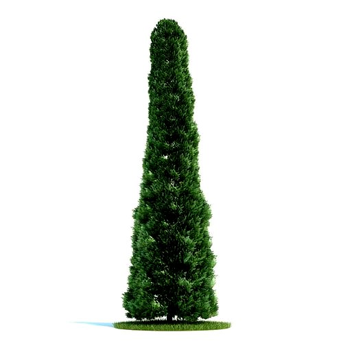 Green Thuja Plant