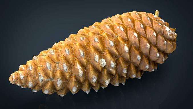 Pinecone